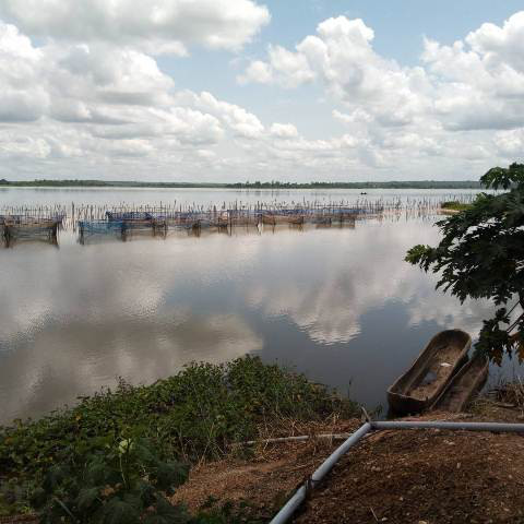 Le parc piscicole implanté dans le lac TOHO par le promoteur